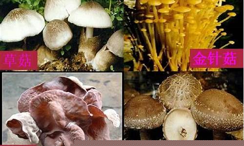 全国如何考取食用菌生产工证？哪家机构更靠谱？