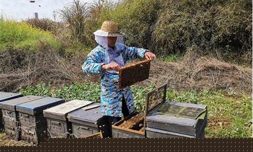 全国如何办理蜂种生产经营许可证?需要哪些手续? 全国如何办理蜂种生产经营许可证?需要哪些手续?